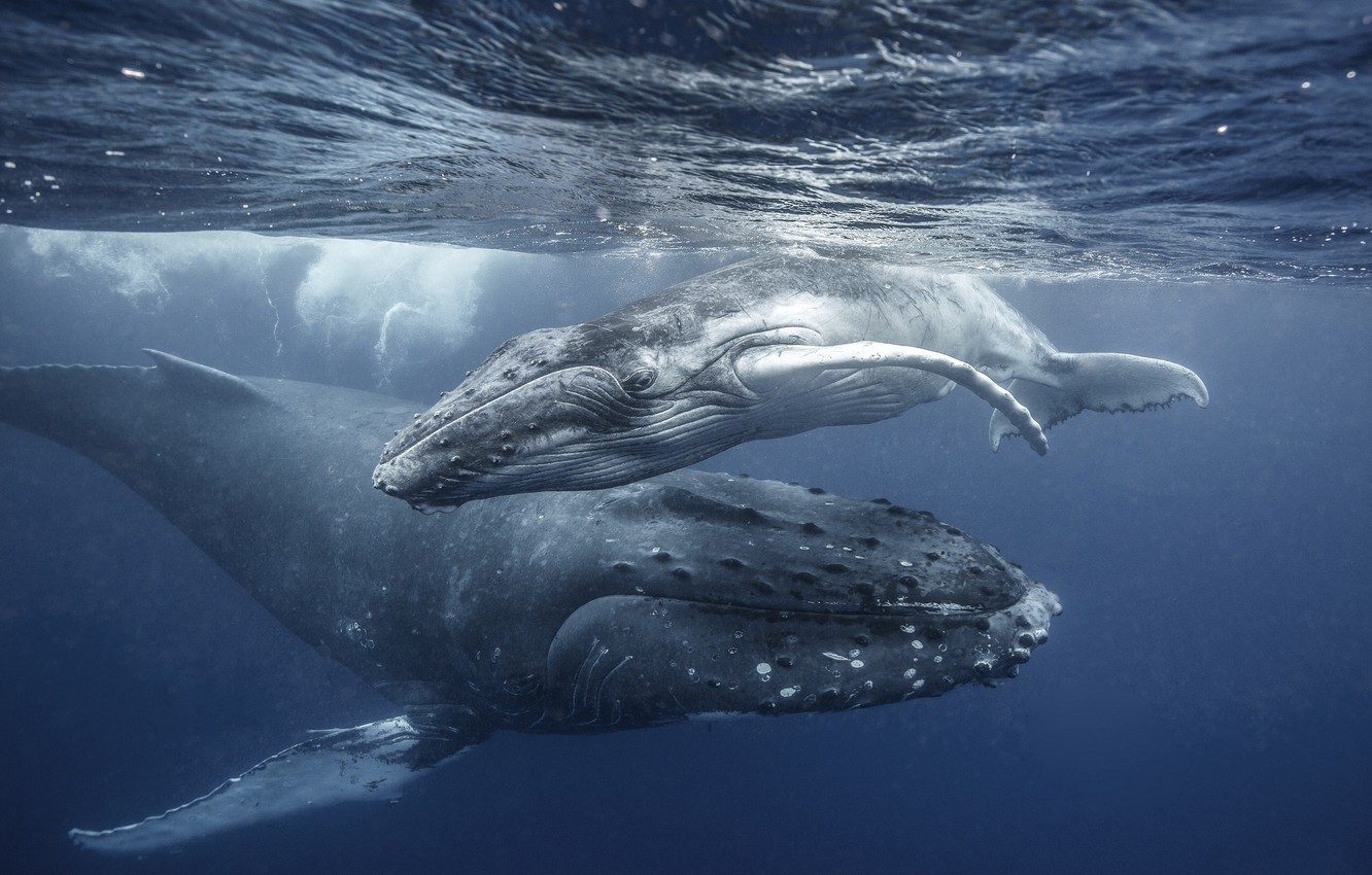 Photo Wallpaper The Ocean, Baby, Family, Kit, Mom, - High Resolution Humpback Whale Hd , HD Wallpaper & Backgrounds