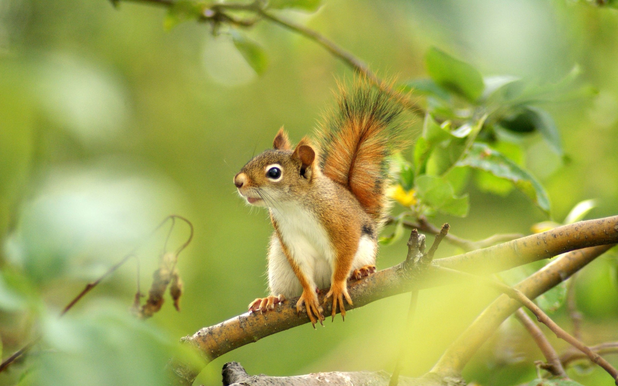 Squirrel Hd Wallpaper And Background Image 
 Data-src - Squirrel Hd , HD Wallpaper & Backgrounds