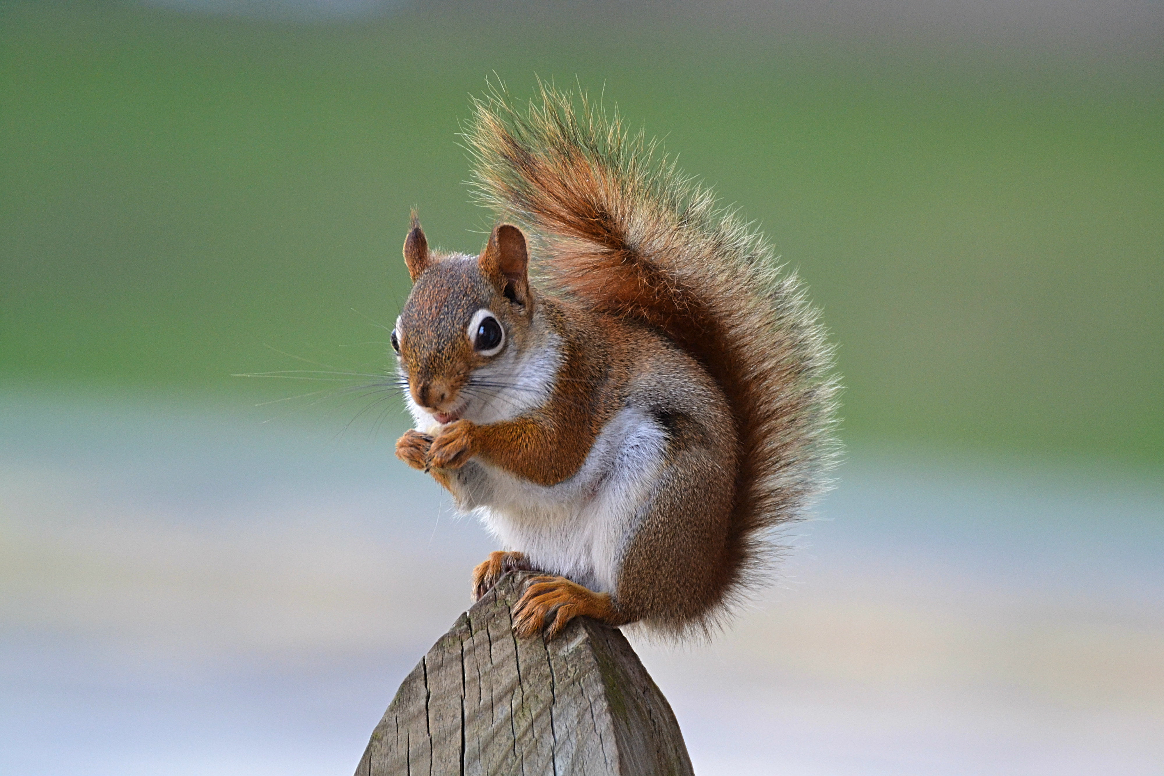 Red Squirrel , HD Wallpaper & Backgrounds