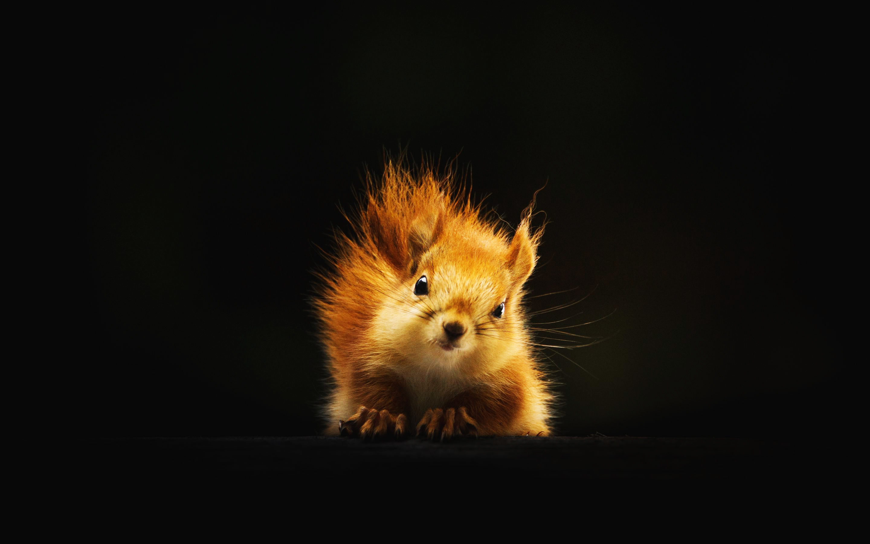 Squirrel Black Background , HD Wallpaper & Backgrounds