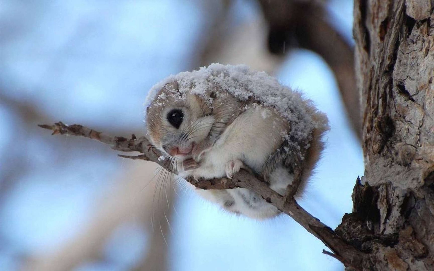 Japanese Dwarf Flying Squirrel , HD Wallpaper & Backgrounds
