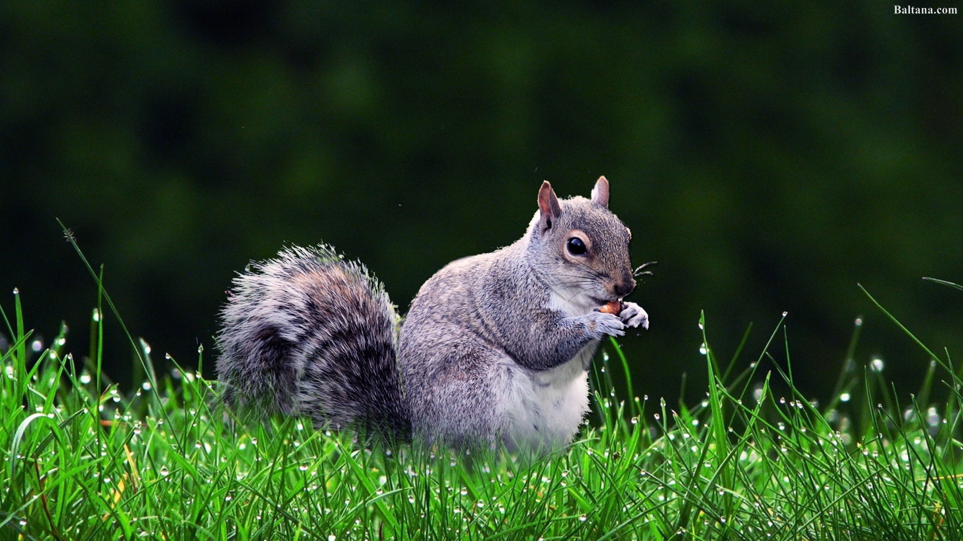 Squirrel Best Hd Wallpaper - Best Squirrel Pictures In Hd , HD Wallpaper & Backgrounds