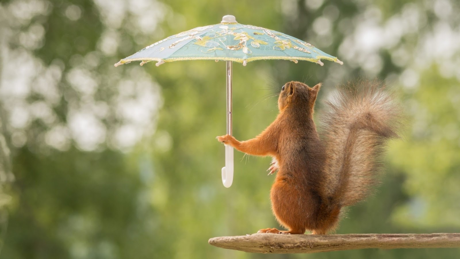 Funny Squirrel With Umbrella Funny Wallpaper - Squirrel In The Rain , HD Wallpaper & Backgrounds