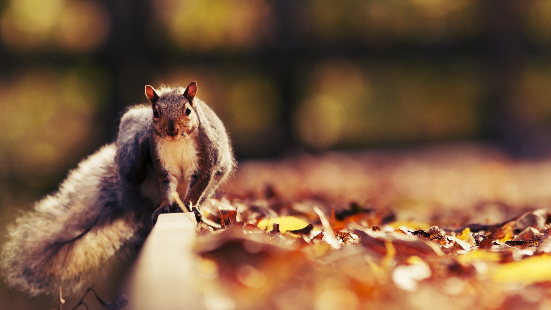 Squirrel Wallpaper Hd - Fall Animal Desktop Backgrounds , HD Wallpaper & Backgrounds