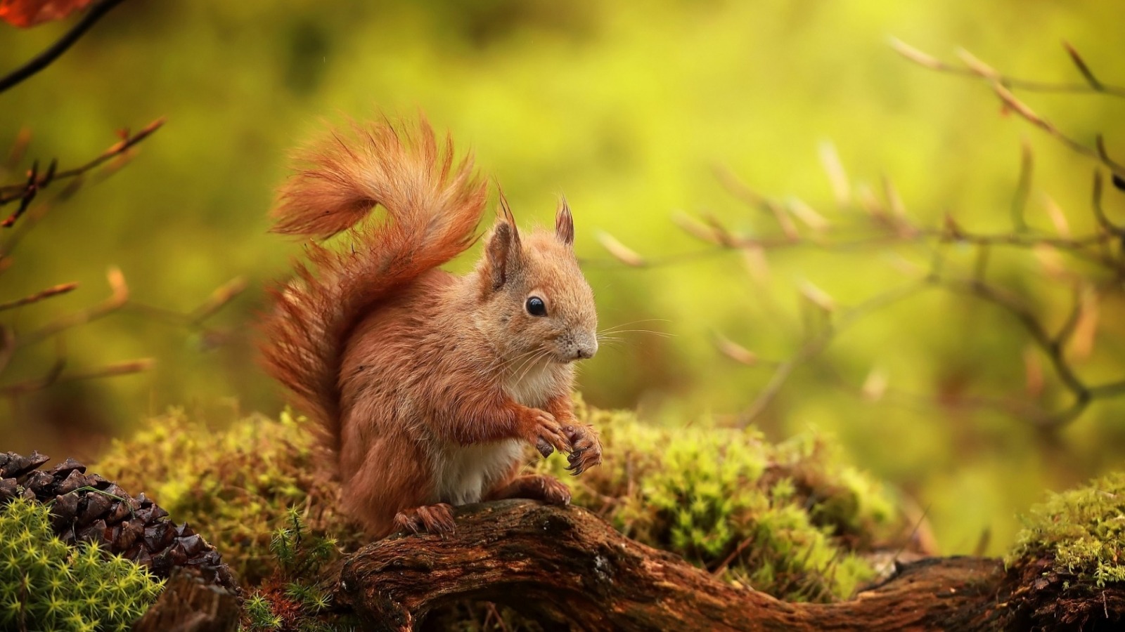 Squirrel - Wiewiórka Tapeta Na Pulpit , HD Wallpaper & Backgrounds