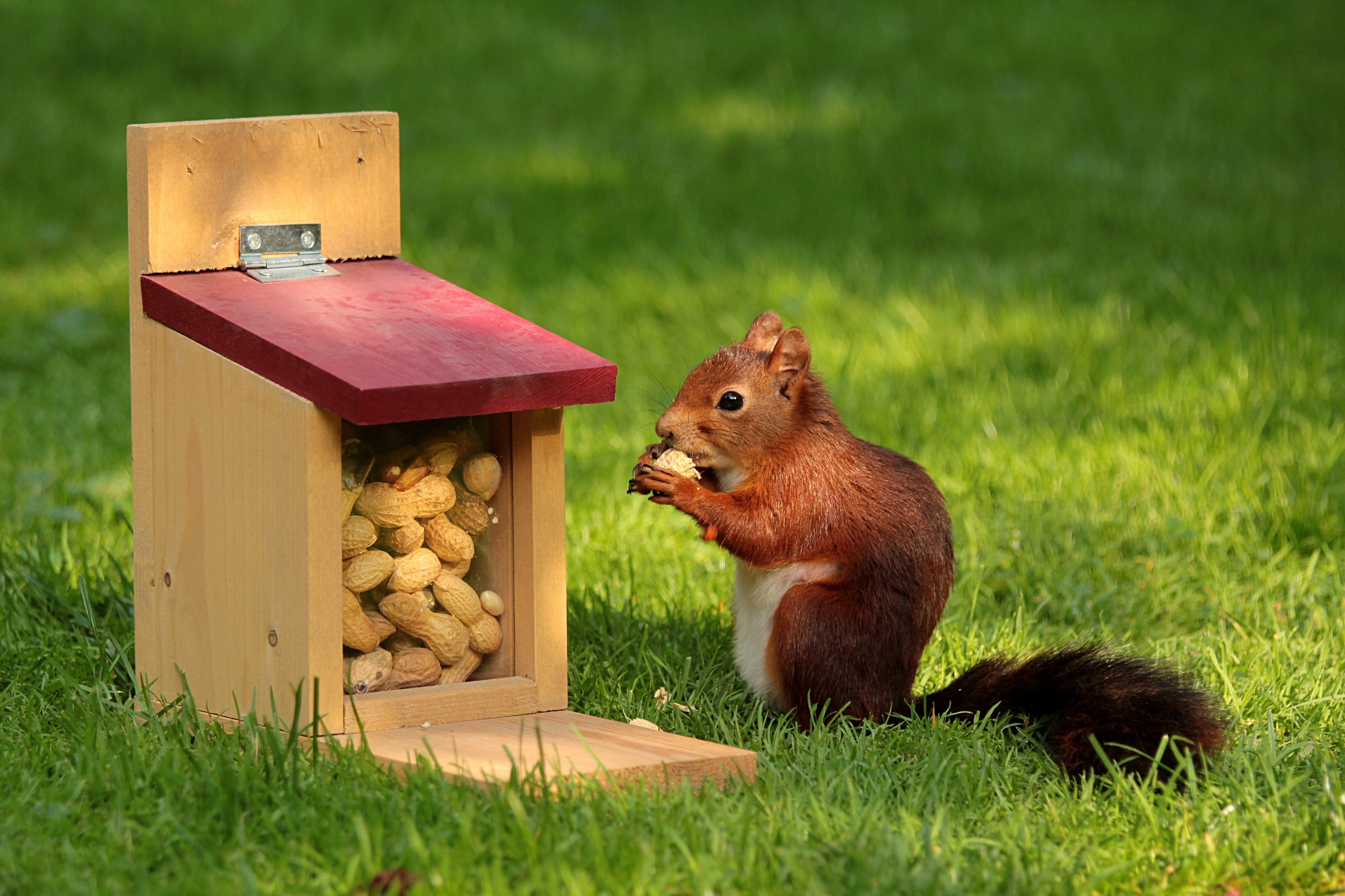 Squirrel Wallpaper - Squirrel Hoarding Nuts , HD Wallpaper & Backgrounds