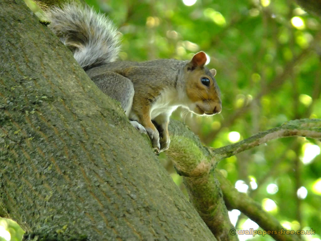 Squirrel In Tree - Fox Squirrel , HD Wallpaper & Backgrounds