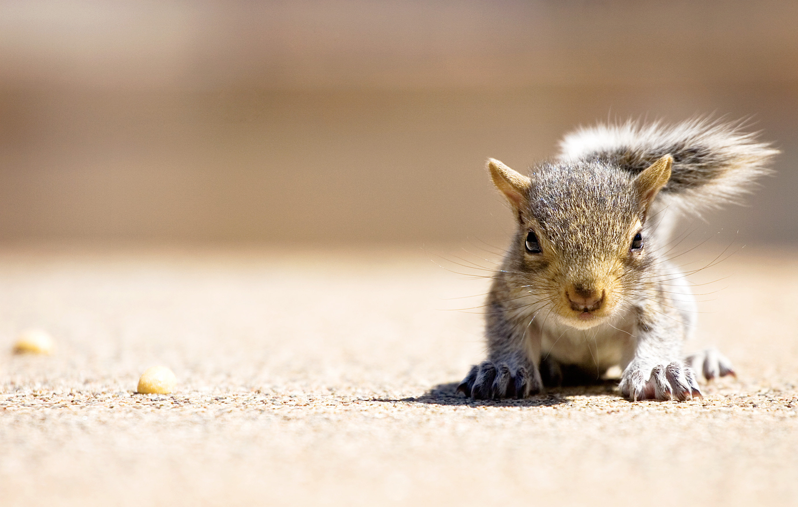 Hungry Squirrel Wallpaper - Baby Squirrel Hd , HD Wallpaper & Backgrounds