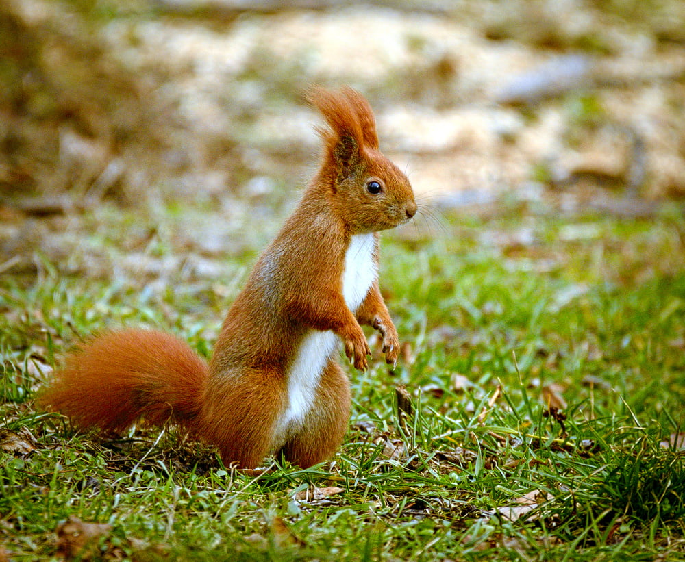 Red And White Squirrel , HD Wallpaper & Backgrounds
