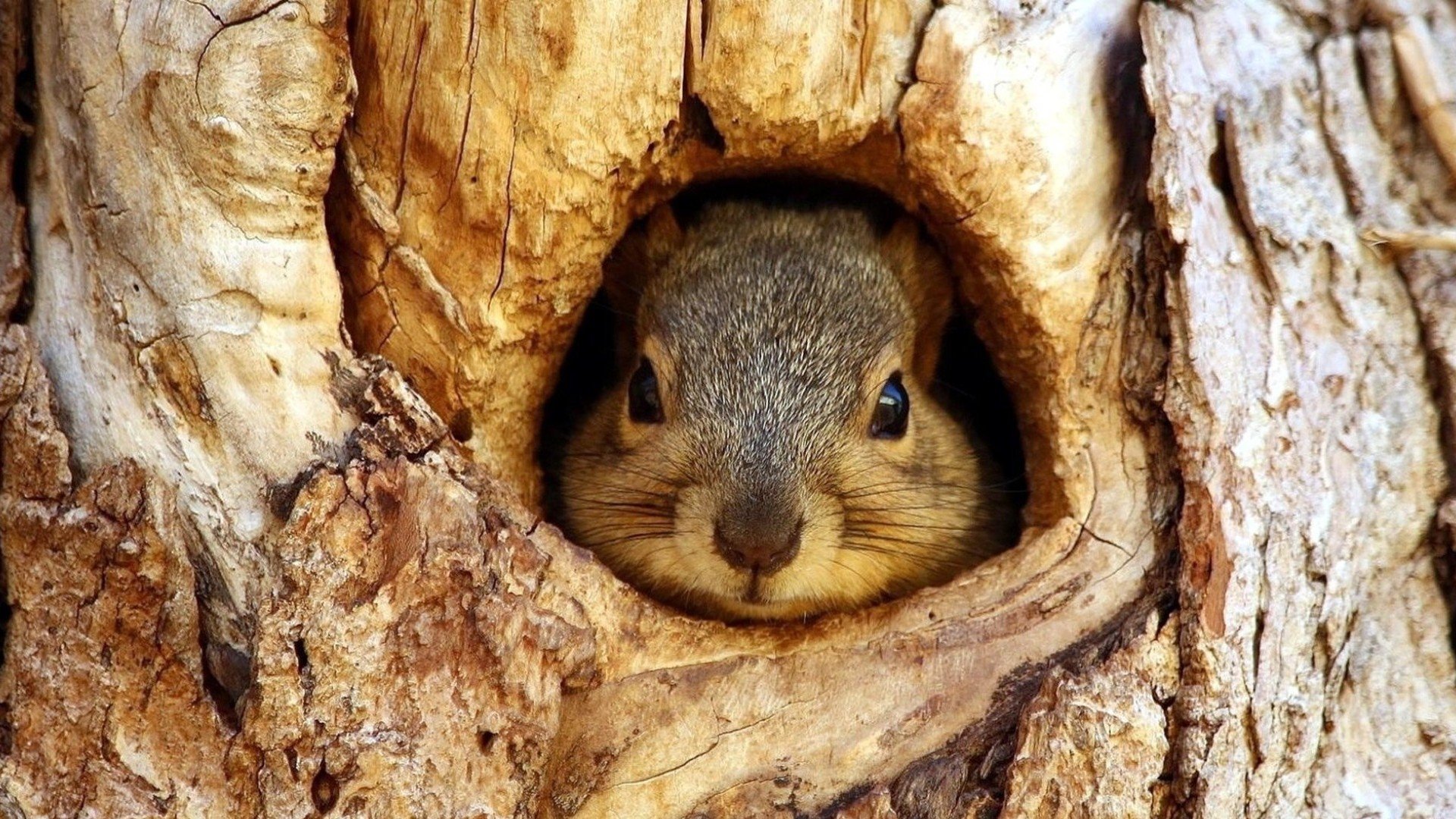 Download Full Hd 1080p Squirrel Pc Wallpaper Id - Squirrel In Tree Holes , HD Wallpaper & Backgrounds