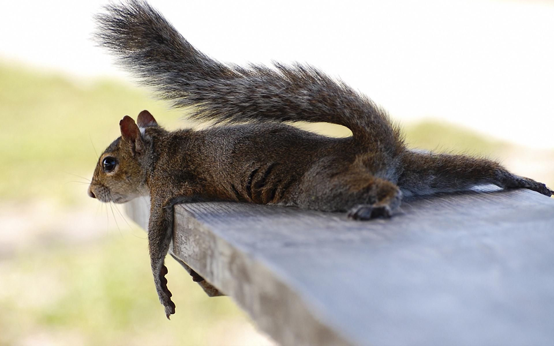 Funny Squirrel - 4 Days Until Spring Break , HD Wallpaper & Backgrounds