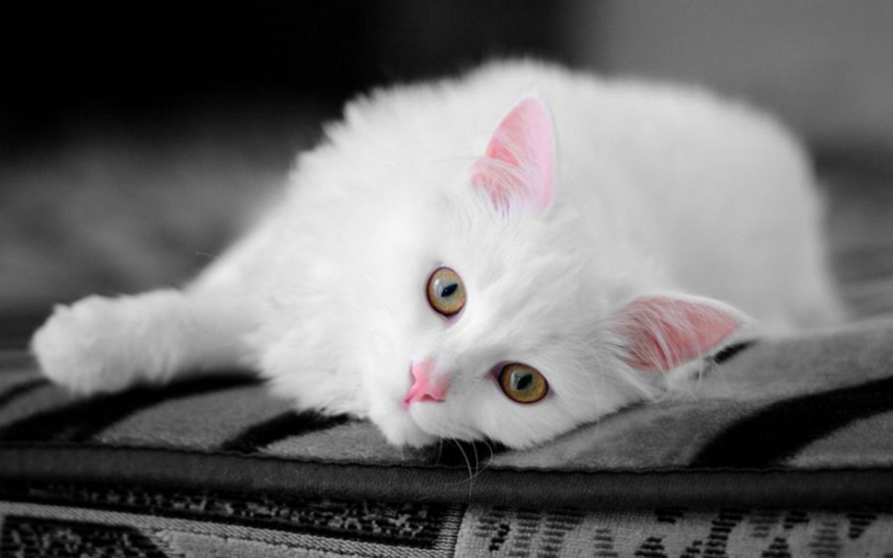 Beautiful Cat Cats Wallpaper 16124046 - White Cat With Pink Nose , HD Wallpaper & Backgrounds