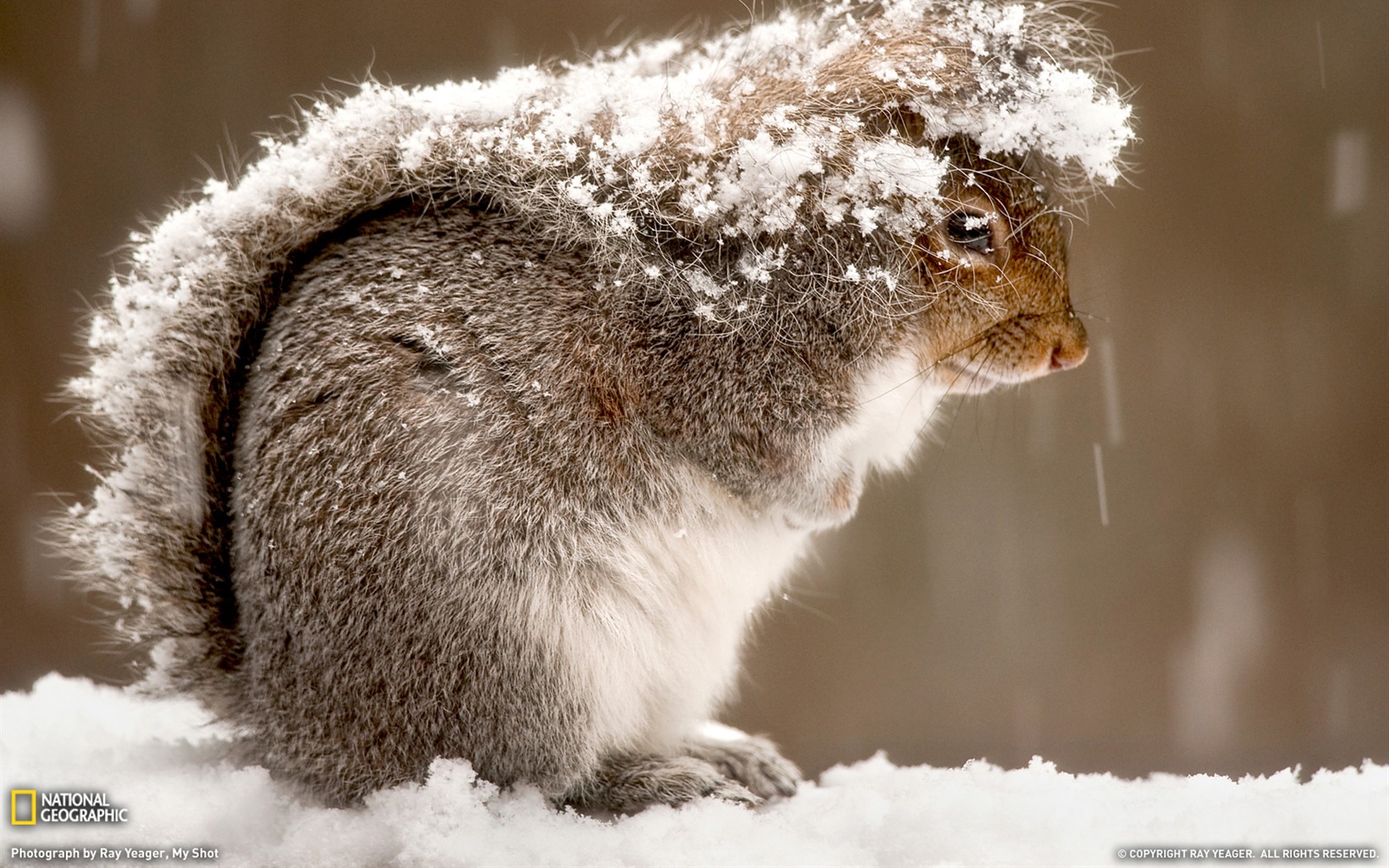 Animal In The Cold , HD Wallpaper & Backgrounds