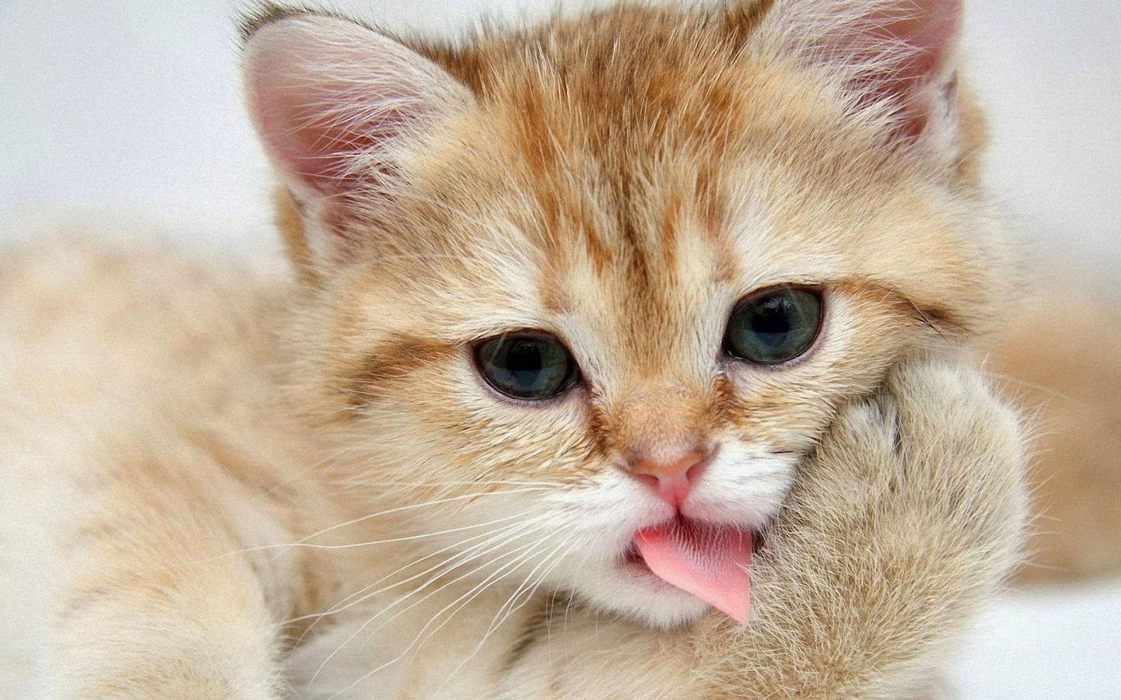 Cat , HD Wallpaper & Backgrounds