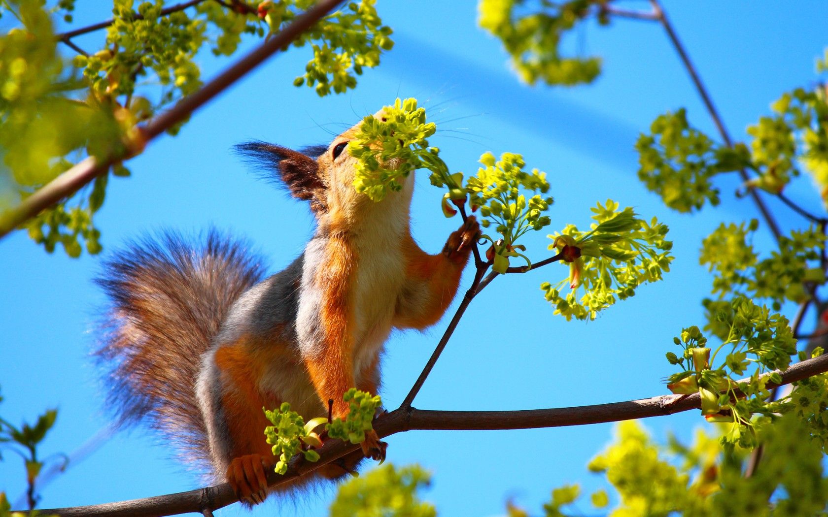 Squirrel Download Animal Wallpaper Hd - 13 Апреля Праздник , HD Wallpaper & Backgrounds