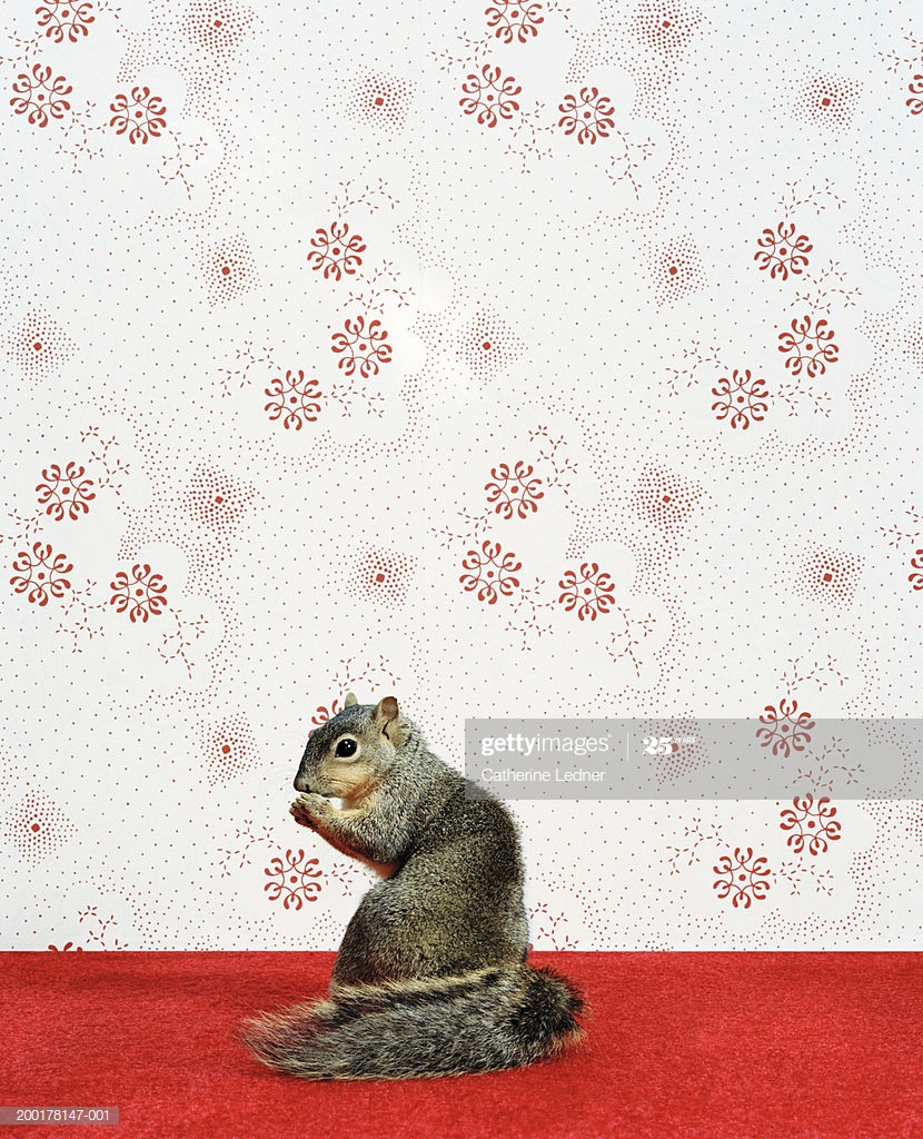 Grey Squirrel , HD Wallpaper & Backgrounds