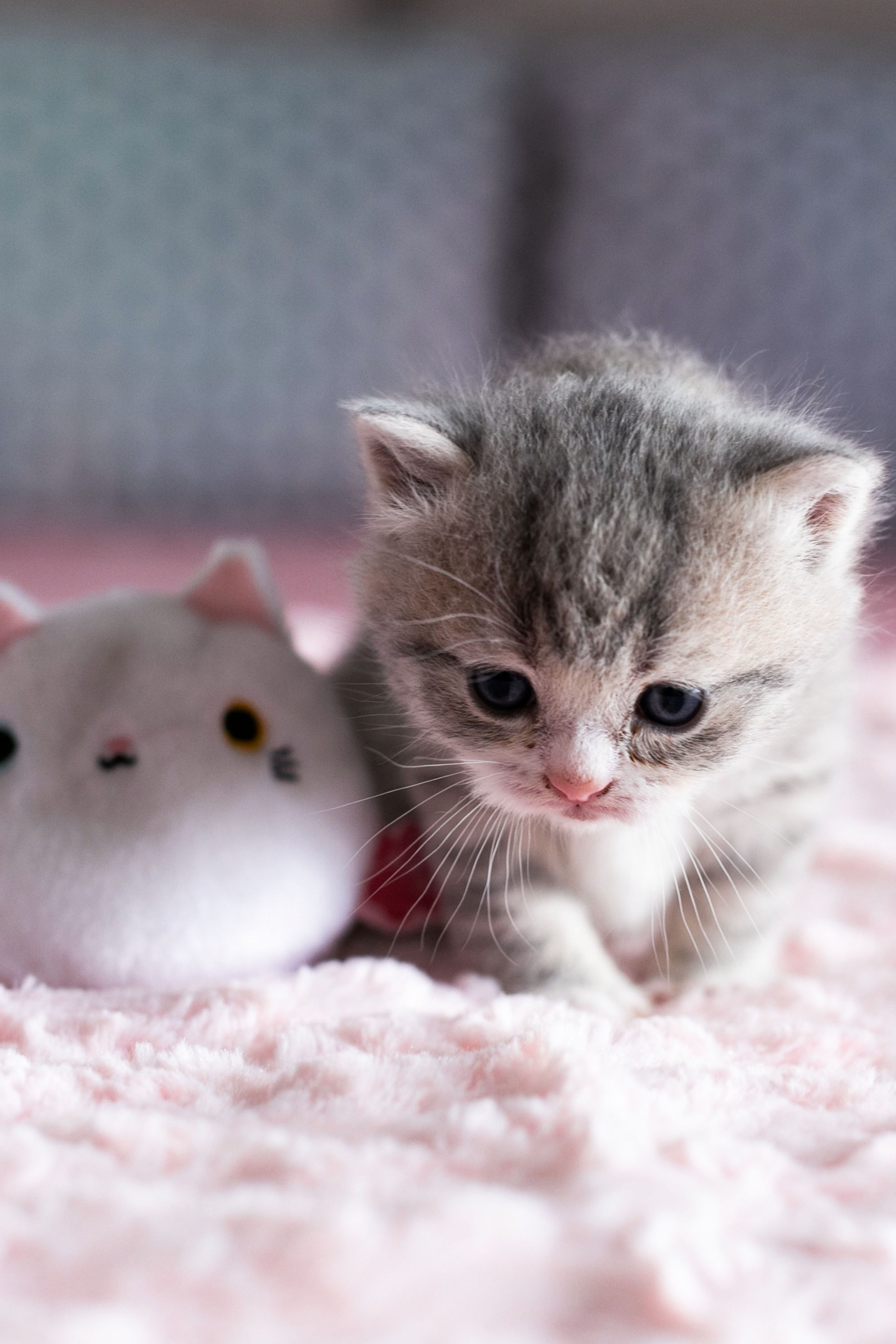 Cute Cat , HD Wallpaper & Backgrounds