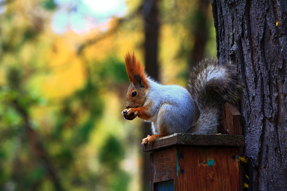Squirrels , HD Wallpaper & Backgrounds