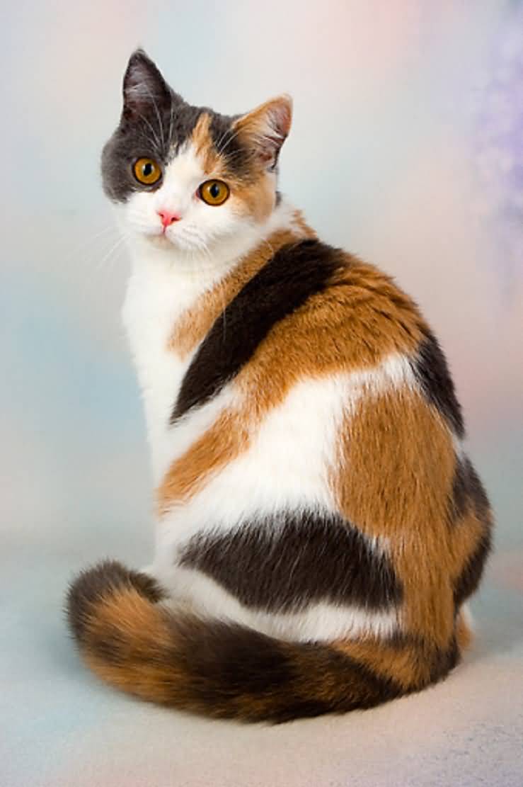 Nice Chocolaty British Shorthair Cat Wallpaper - Calico Cat , HD Wallpaper & Backgrounds