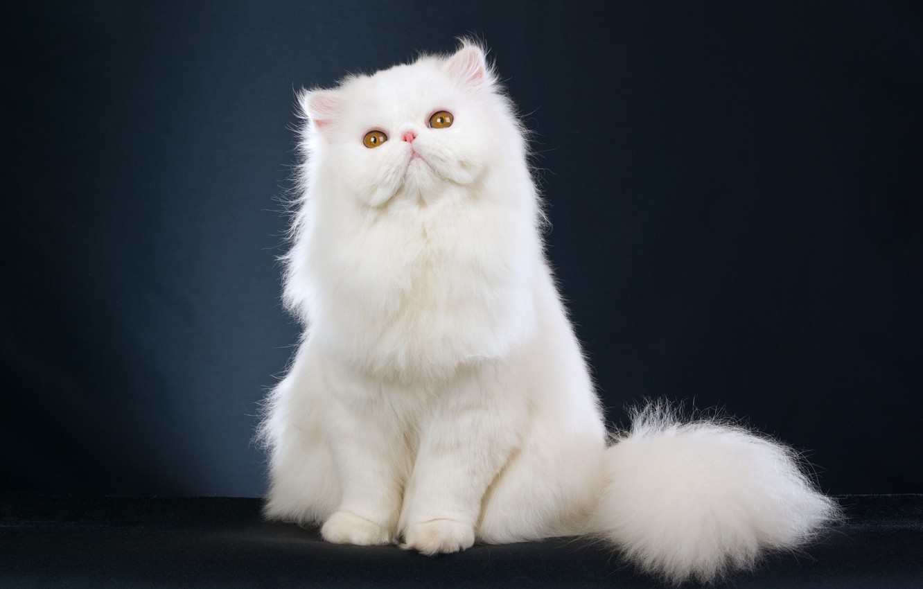 Photo Wallpaper White, Kitty, White, Kitten, Beautiful, - Persian Cats White Hd , HD Wallpaper & Backgrounds