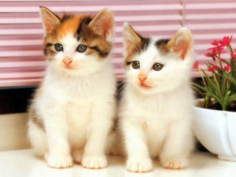 Two Cute White Cats Wallpapers - Cute Cat Images Download , HD Wallpaper & Backgrounds