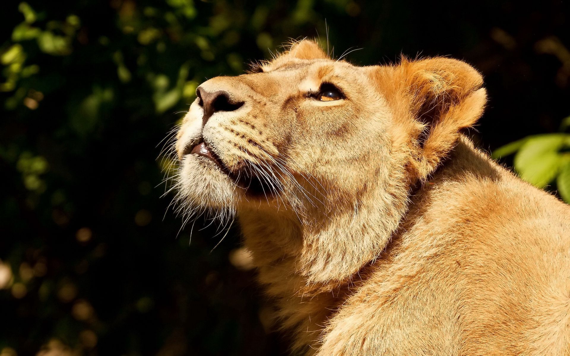 Wallpaper Leo, Light, Face, Lioness - Lioness Looking Up , HD Wallpaper & Backgrounds