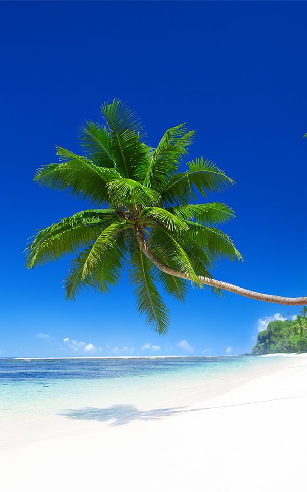Tropical Palm Trees On The Beach , HD Wallpaper & Backgrounds