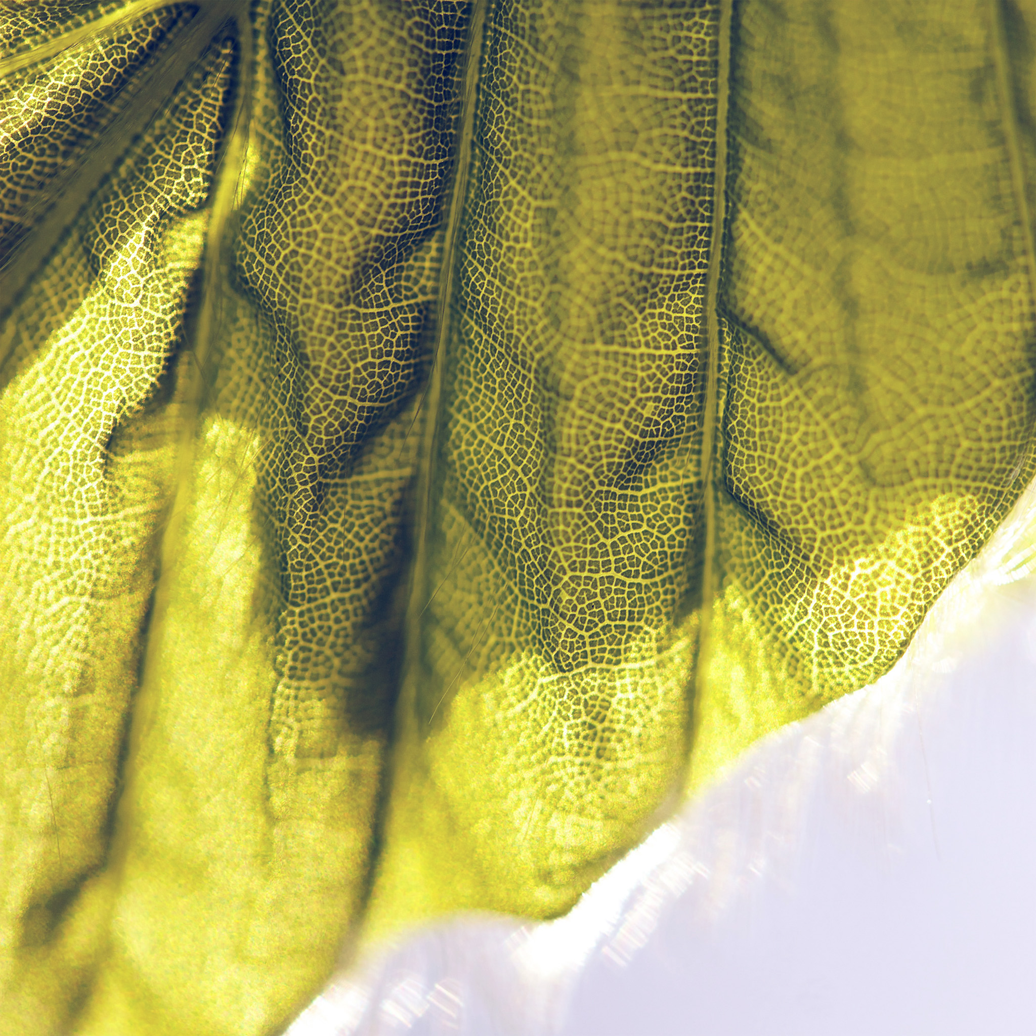 Leaf , HD Wallpaper & Backgrounds
