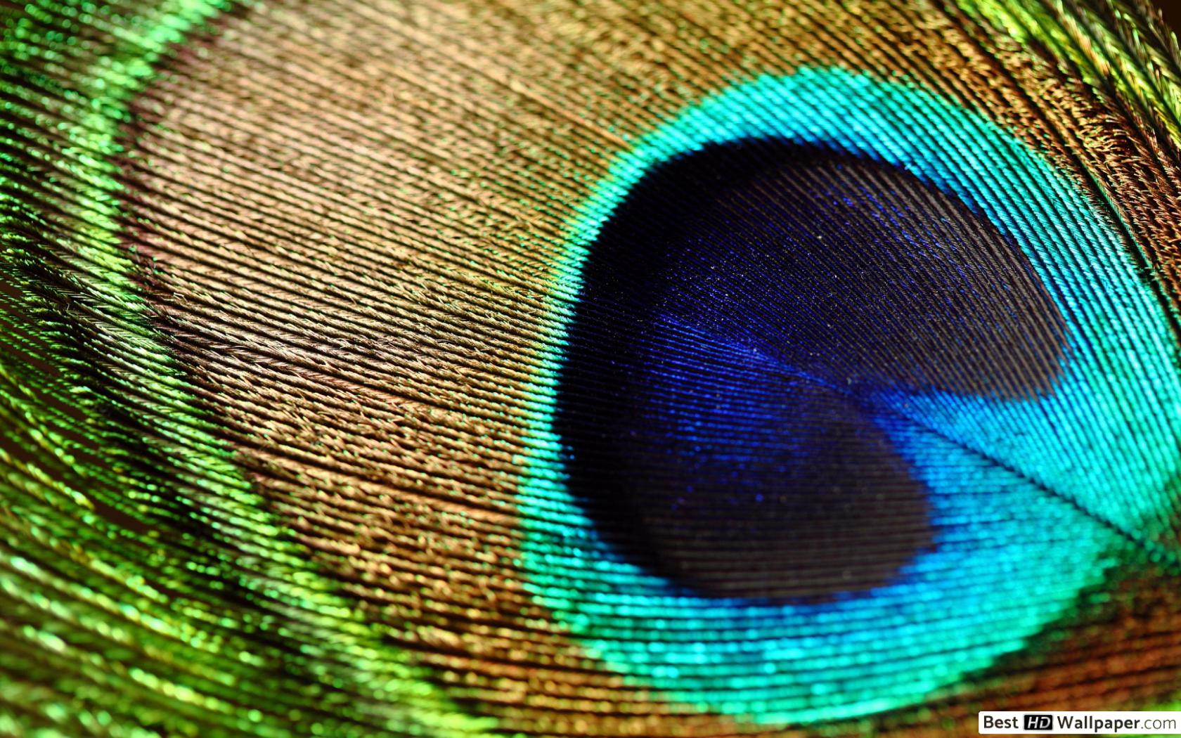 Desktop Peacock Feather Wallpapers Hd , HD Wallpaper & Backgrounds