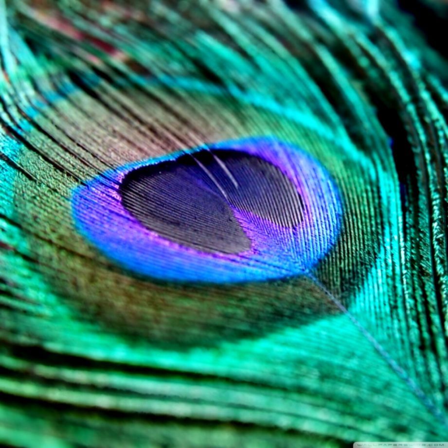 Peacock Feather Wallpaper - Hd Peacock Feather Blue , HD Wallpaper & Backgrounds