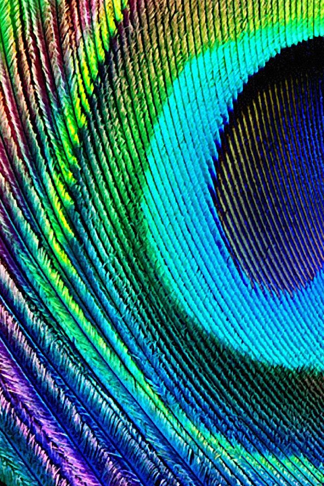 Full Colour Peacock Feather , HD Wallpaper & Backgrounds