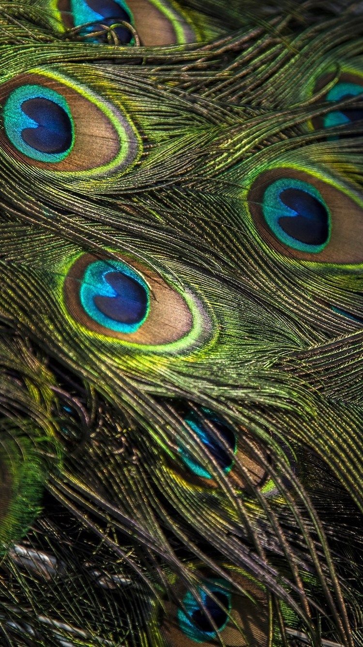 Iphone Wallpaper Peacock Feather Close-up, Texture - Peacock Feather Wallpaper For Iphone 6s , HD Wallpaper & Backgrounds