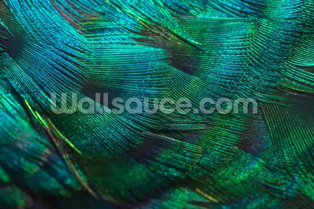 Closeup Peacock Feathers Mural Wallpaper - Peacock Feather , HD Wallpaper & Backgrounds