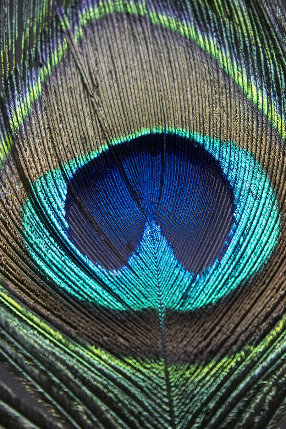Peacock, Feather, Macro, Peacock Feather, Bird, Blue, - Phasianidae , HD Wallpaper & Backgrounds