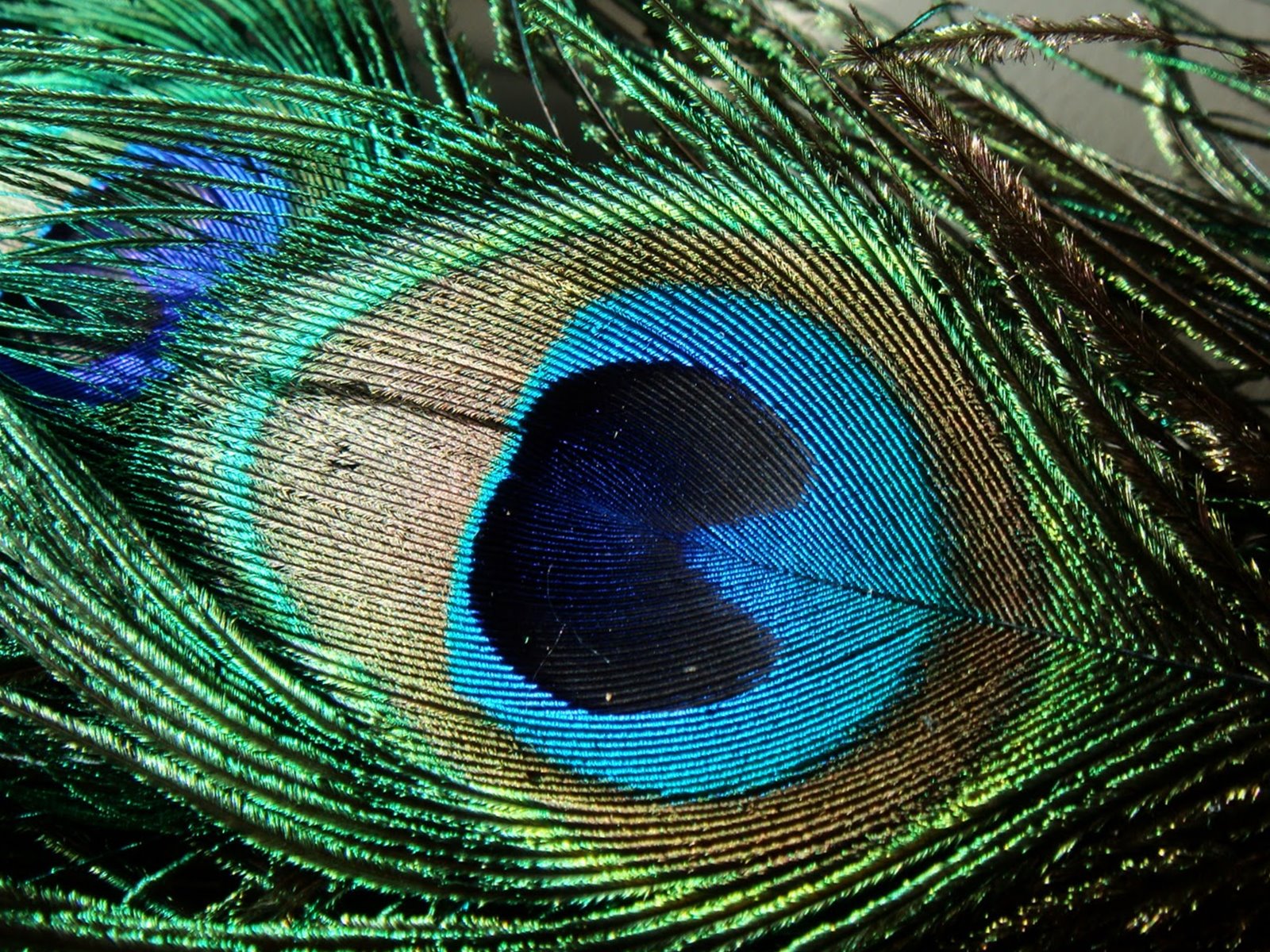 Abstract Peacock Feather Wallpaper - Phasianidae , HD Wallpaper & Backgrounds