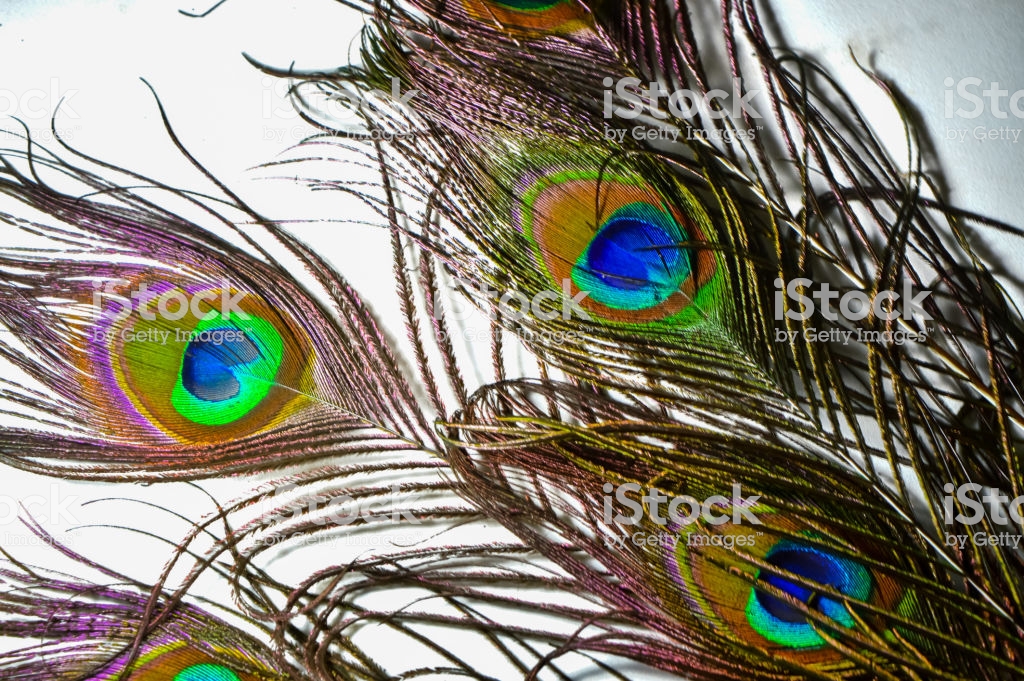 Peacock Feather,peacocks Tail ,birds Tail ,peacocks - Peacocks Tail , HD Wallpaper & Backgrounds