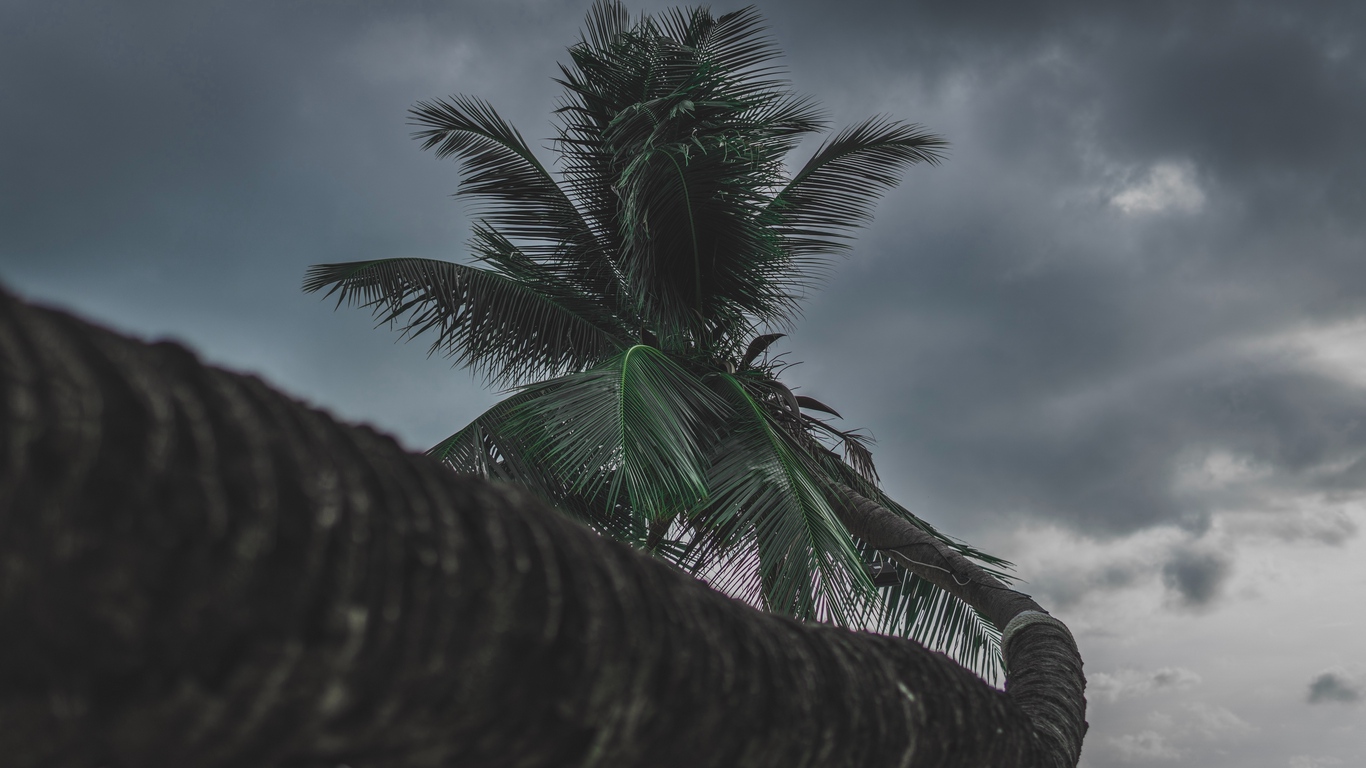 Wallpaper Palm, Tree, Tropical, Plant - Tropical Plant Wallpaper Desktop , HD Wallpaper & Backgrounds
