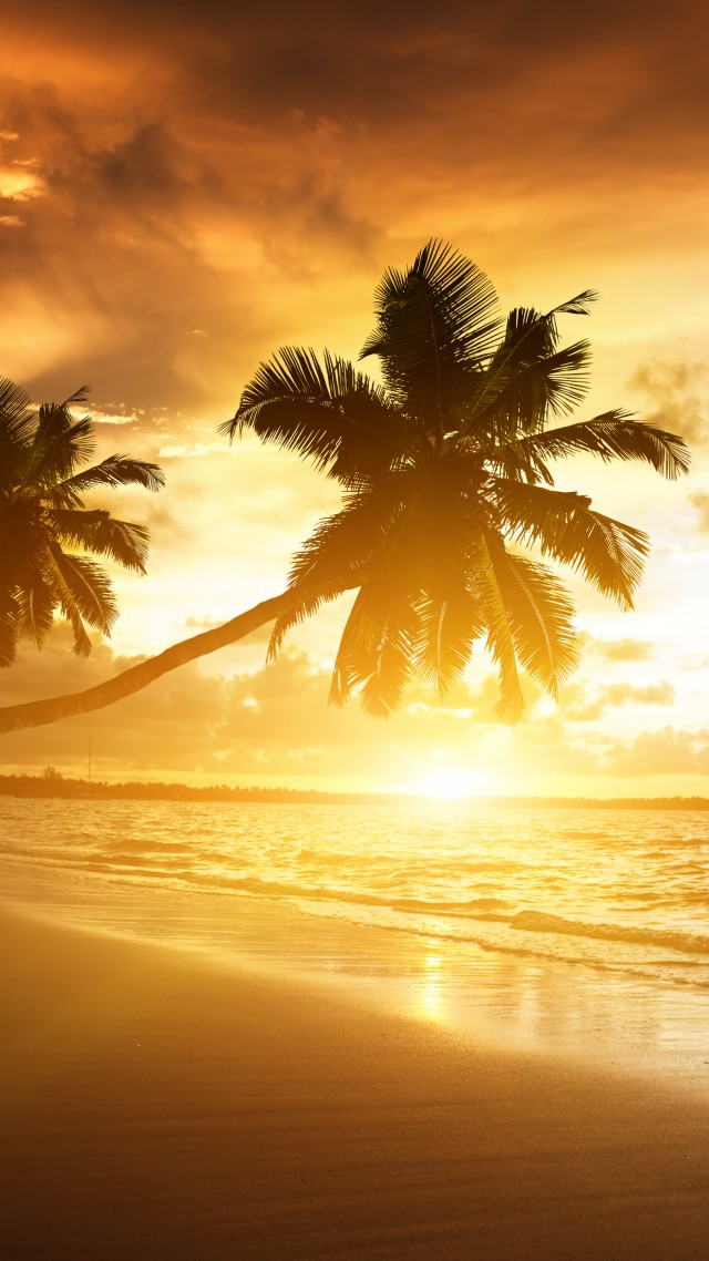 Beach, 5k, 4k Wallpaper, Ocean, Sunset, Palm Trees, - Palm Trees Beach Wallpaper 4k , HD Wallpaper & Backgrounds