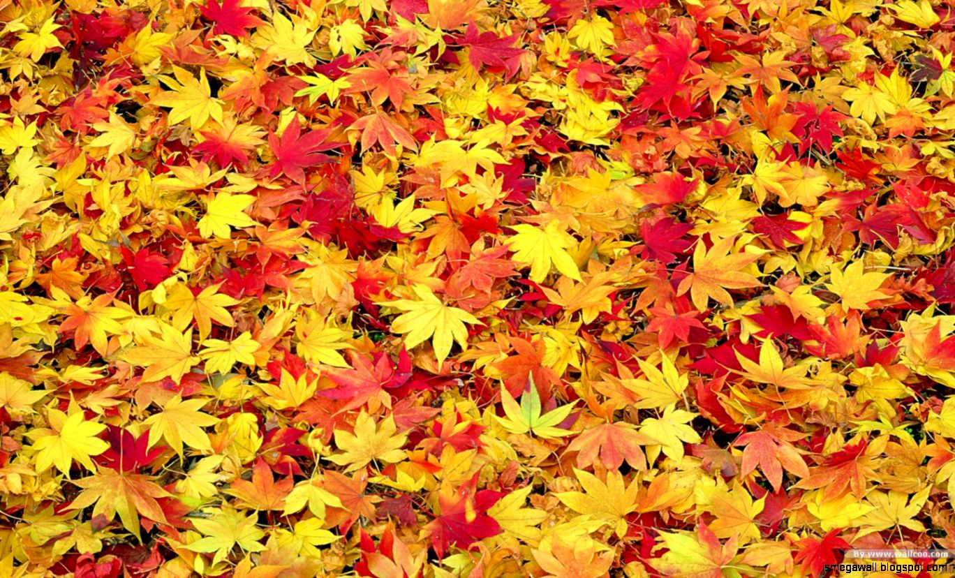 Autumn Leaves 10 Computer Backgrounds Wallpaper Joo - Fall Leaves Background Clipart , HD Wallpaper & Backgrounds