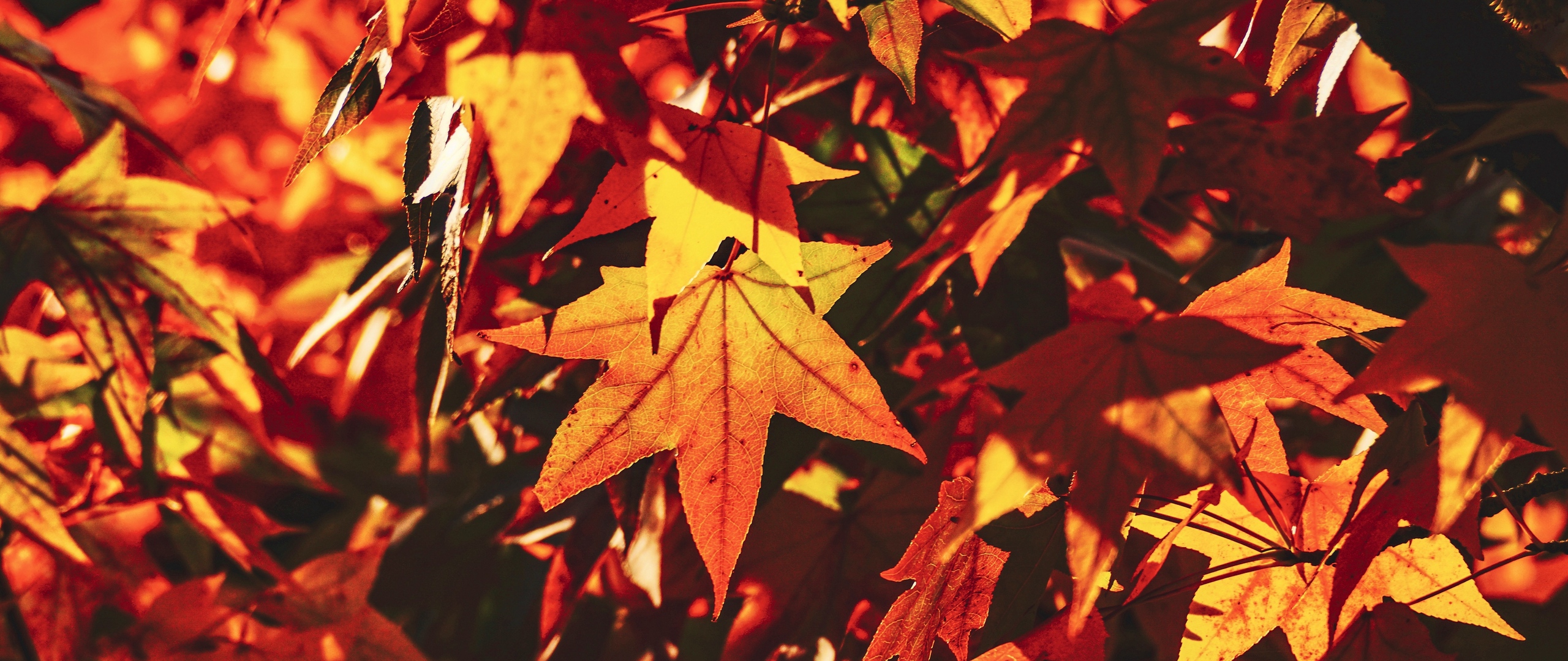 Wallpaper Autumn, Leaves, Maple, Branch, Sunlight, - Fall Leaves Wallpaper 4k , HD Wallpaper & Backgrounds