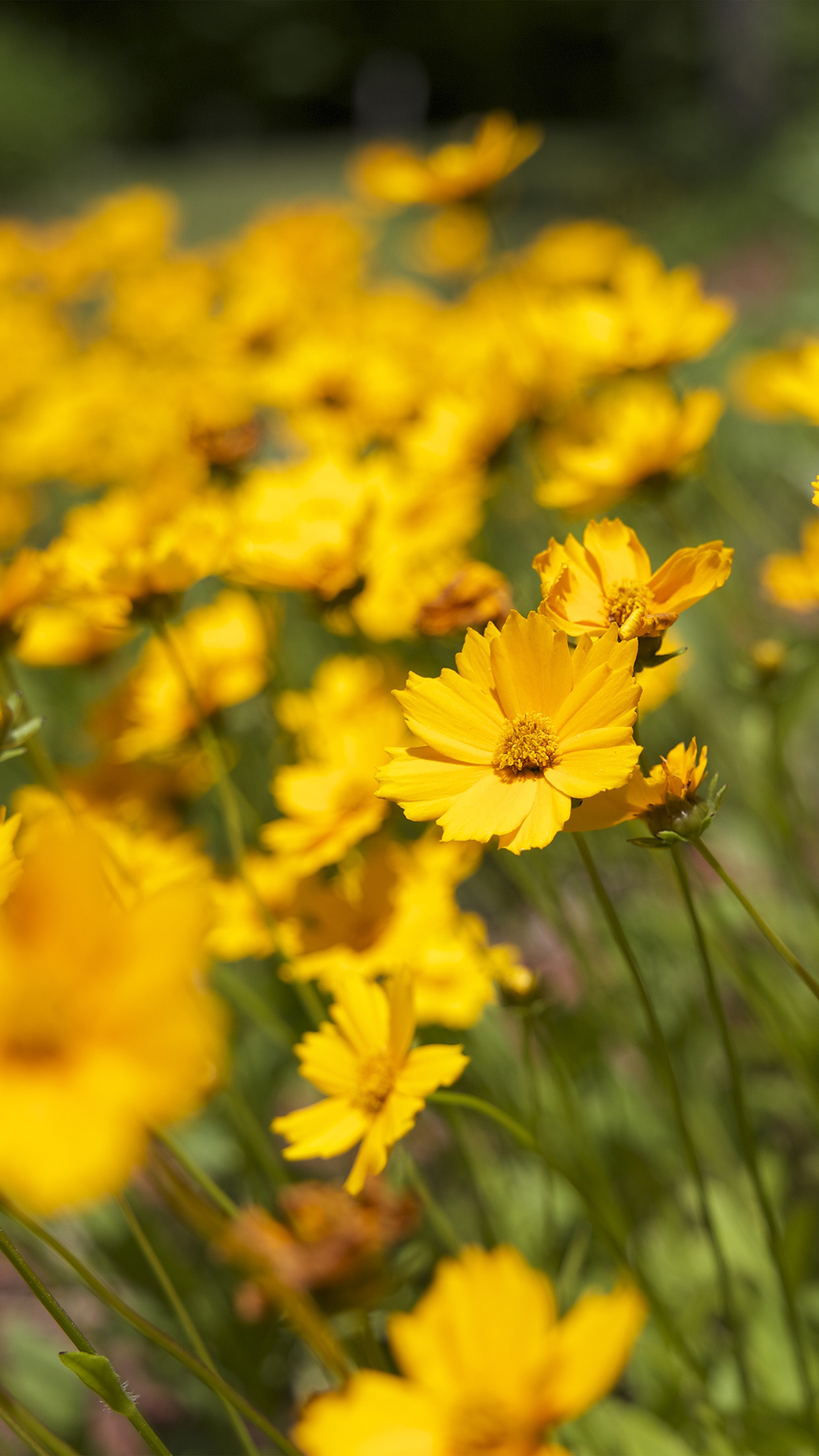 Yellow Flower Wallpaper Iphone , HD Wallpaper & Backgrounds