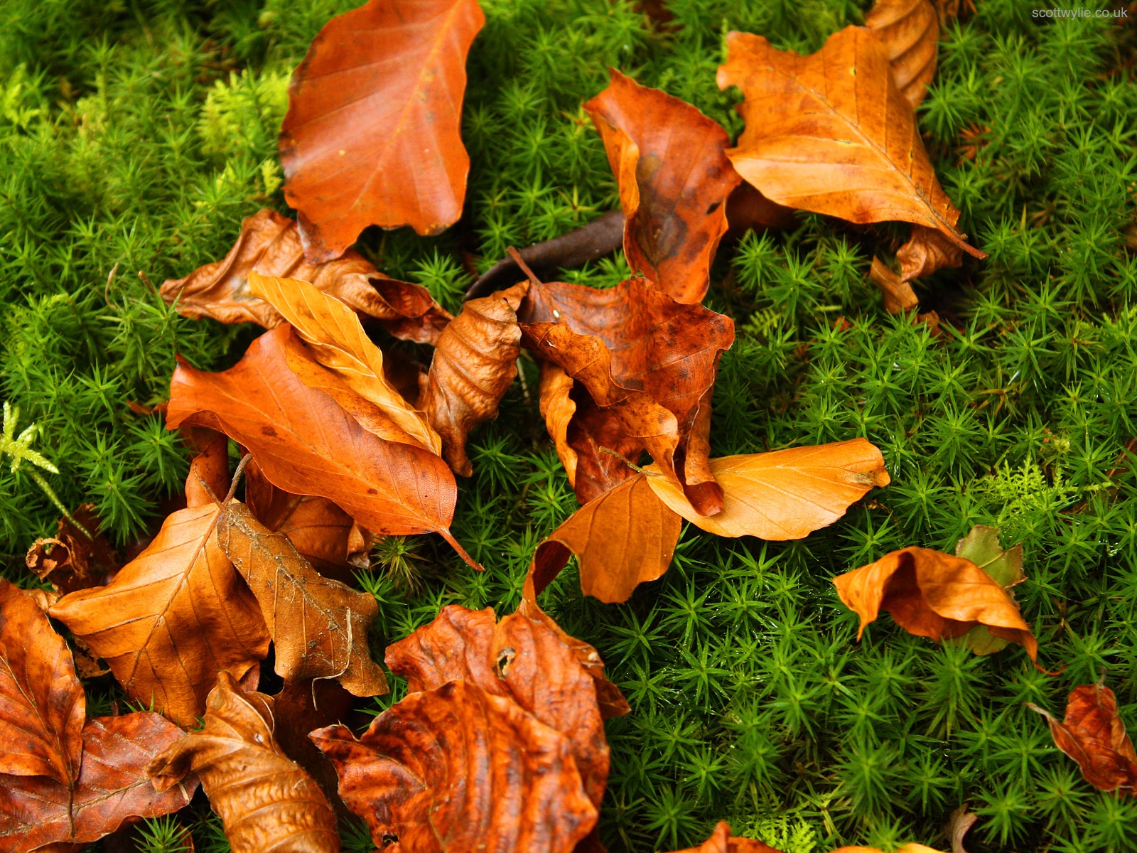 Gyromitra , HD Wallpaper & Backgrounds