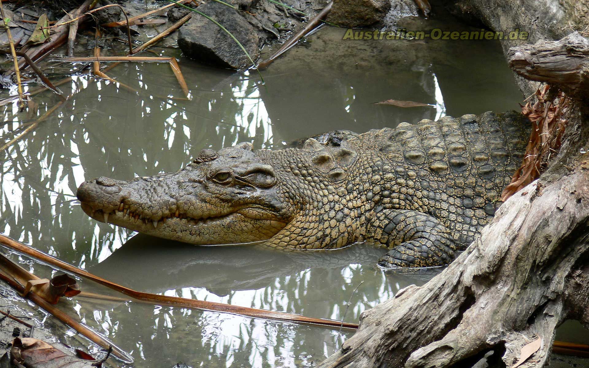 Saltwater Crocodile , HD Wallpaper & Backgrounds