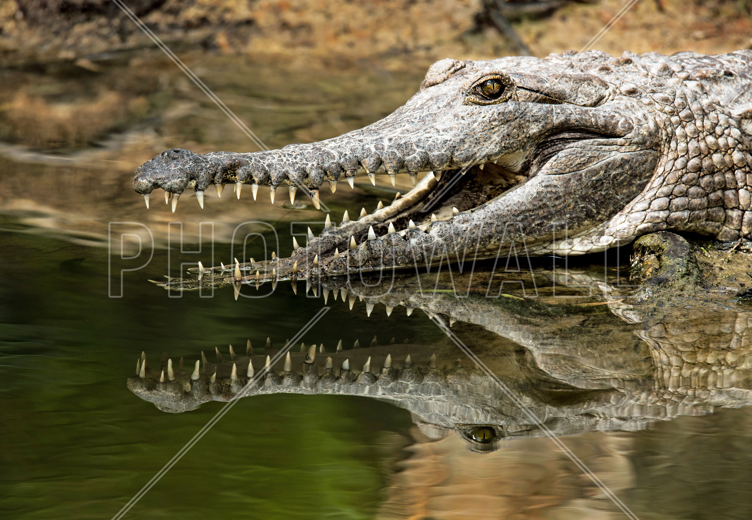 Freshwater Crocodile - Wallpaper - Freshwater Crocodile , HD Wallpaper & Backgrounds