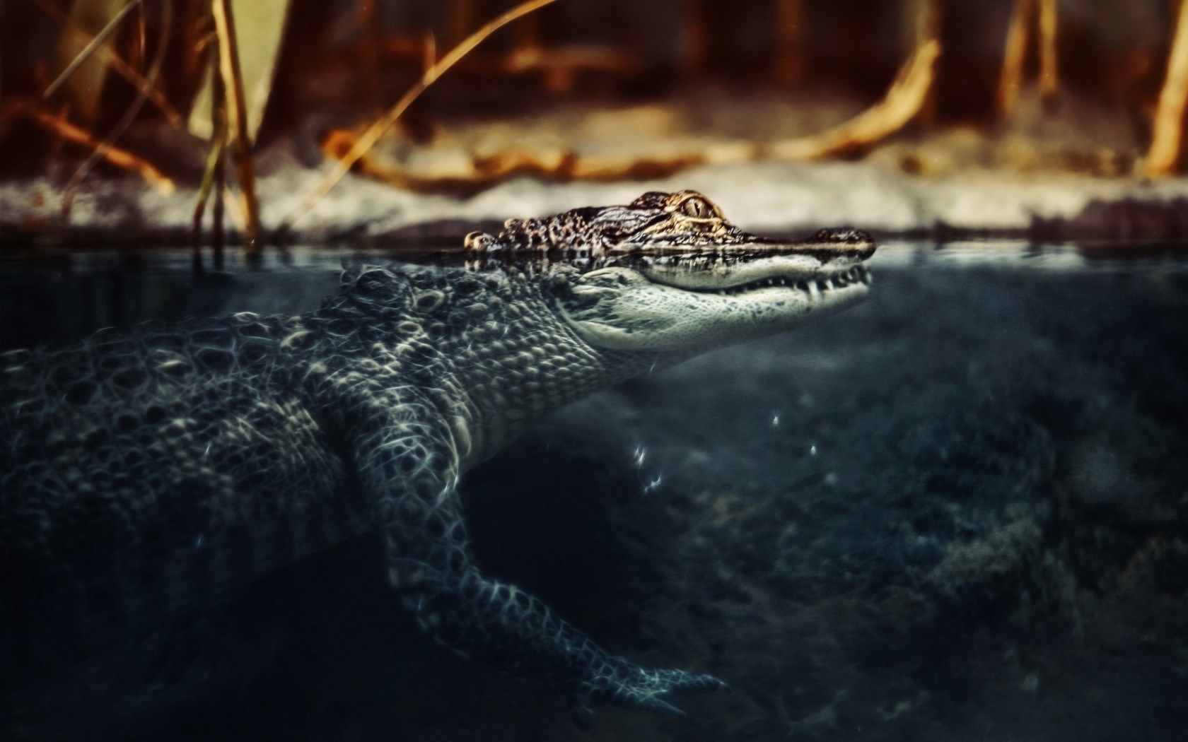 Crocodile Wallpaper - Crocodile Background , HD Wallpaper & Backgrounds