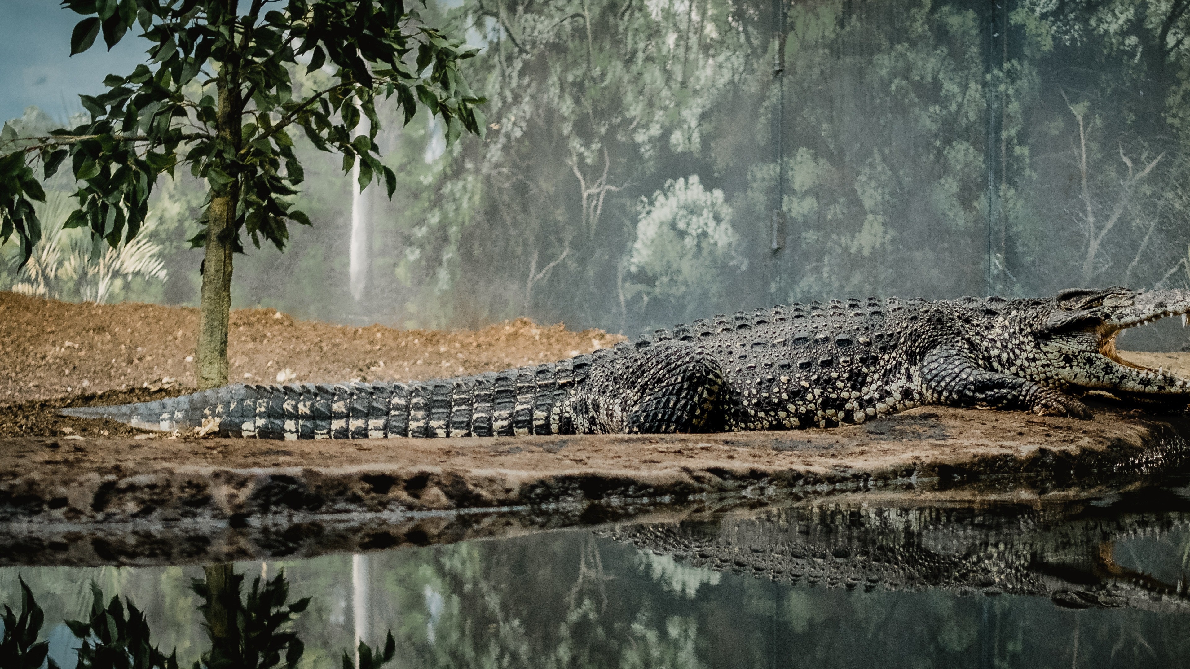 Crocodile Near Lake 4k Wallpaper - Alligator Wallpaper Hd , HD Wallpaper & Backgrounds