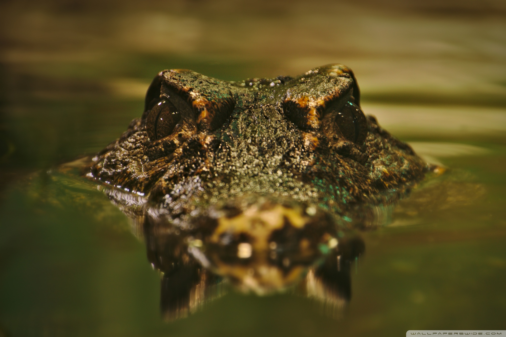 Crocodile Wallpaper - Crocodile Wallpaper Hd , HD Wallpaper & Backgrounds
