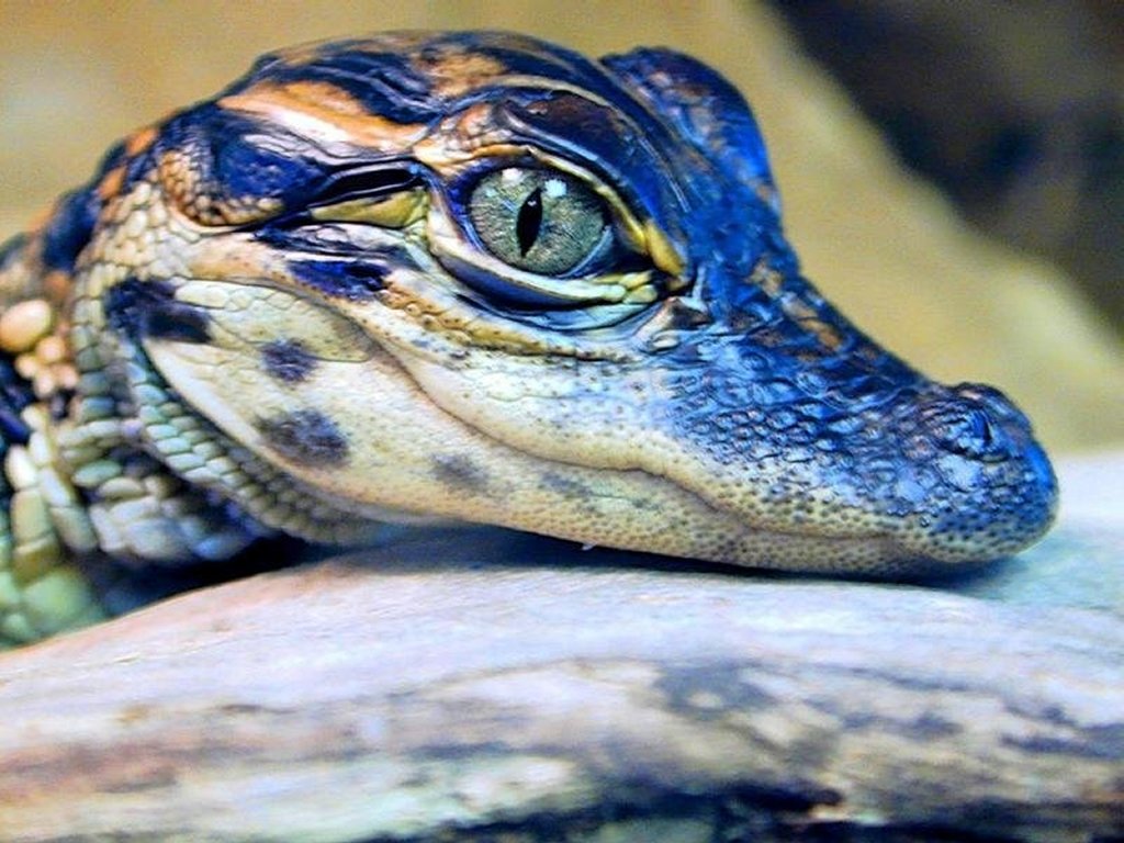 Crocodile Wallpaper Hd - Baby Chinese Alligator , HD Wallpaper & Backgrounds