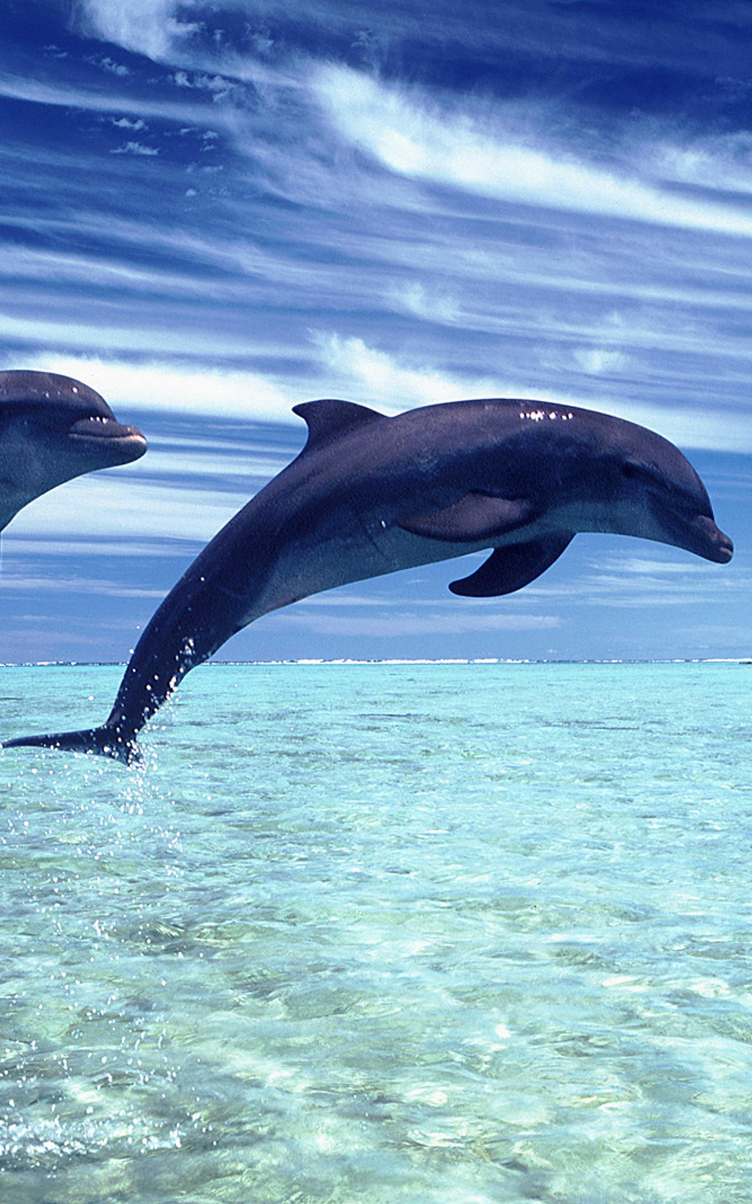Dolphin Wallpaper - Cute Dolphin Wallpaper Iphone , HD Wallpaper & Backgrounds