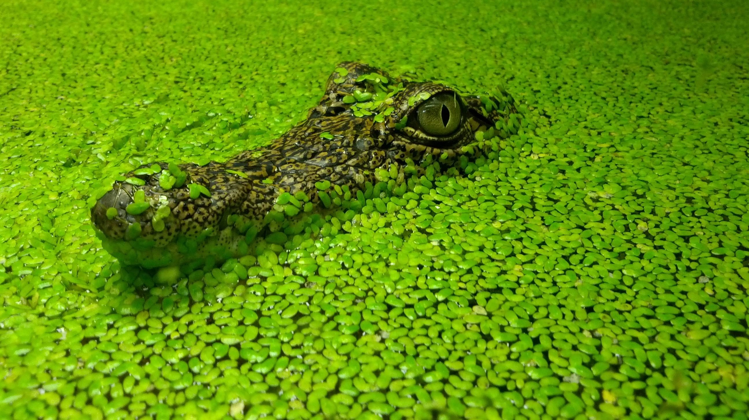 Green Crocodile Wallpaper - Crocodile Wallpapaer , HD Wallpaper & Backgrounds